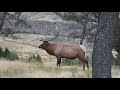 Bull Elk Bugle