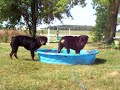 2 rottweilers enjoying the water