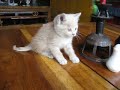 Mimi, the kitten we rescued, growing confident and playful