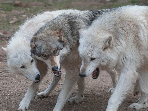 Live-Cam: Wlfe im Internationalen Wolf Center (Ely,  ...