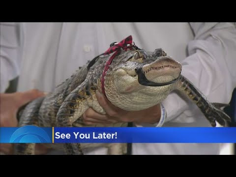 See You Later, Alligator! Humboldt Park Gator Caught At Last