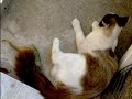 Os Gatinhos