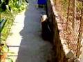 Os Gatinhos