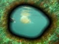 chasse sous marine � belle ile en mer
en mai 2008 - musique de terra nuna inuit