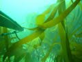 chasse sous marine � belle ile en mer
en mai 2008 - musique de terra nuna inuit