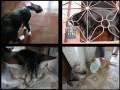 V�deo caseiro - As gatas da fam�lia...