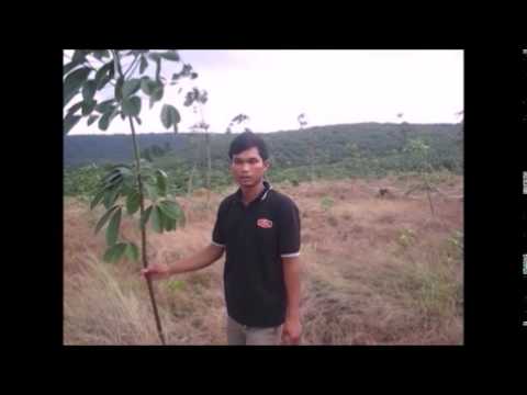 how to fertilize rubber trees