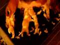 Basset Hound video