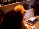 Happy Slapping a Toy Dog