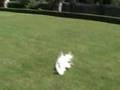 White Peacocks of La Isola Bella