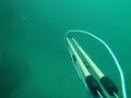 elite dive in japan