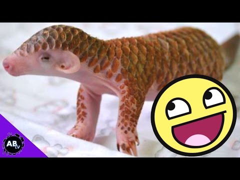 YouTube reptile video