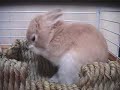 うさぎ...【まさくろ】...