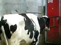lely A2 robot