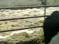 lely A2 robot