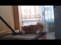 Click here to watch this video 柴犬 こはると掃除機