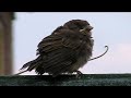 Sparrow on a Fence Sparrow on a Fence