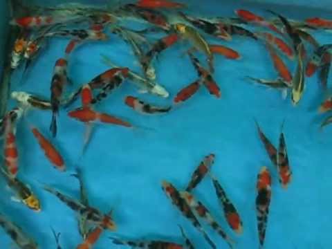 Madankoi 3-4 koi A.avi