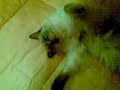 il-gattocane-incredibile.html