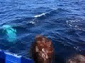 whale-watching-in-hawaii-2.html