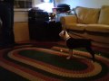 Danger Vs Mummy Cat