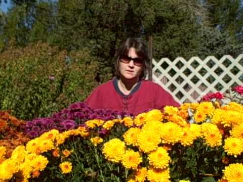 how to separate and replant mums