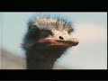 MOZAMBIK ZORTLAMASI MOZAMBIK ZORTLAMASI