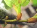 BudBURST - Die Sprossen spriessen!