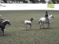 Apaloosa Horsies Apaloosa Horsies