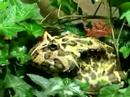 Ceratophrys cranwelli