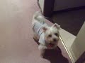 Spike the dog