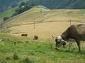 Cows on Monte Generoso
