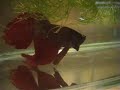 Fish @ akvasia zoo in trondheim Norway
