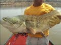 Silurus Glanis Hunt 1 Silurus Glanis Hunt 1