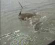 Silurus Glanis Hunt 1
