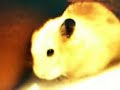 photo hamster