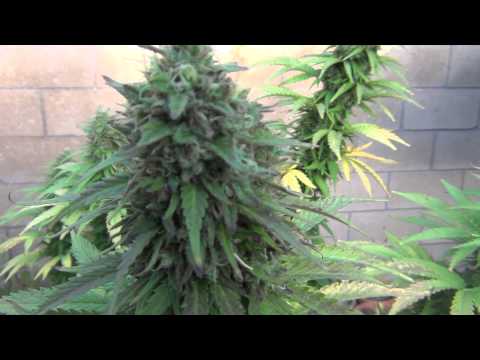 how to harvest outdoor cannabis