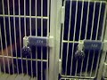 Carlos In A Locker