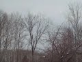 bald eagle
