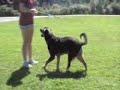 Levi Doing Obedience and Tricks Levi Doing Obedience and Tricks