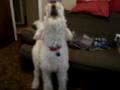 Tom: The Singing Labradoodle