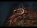 How to Care for Centipedes : Anatomy of a Centipede How to Care for Centipedes : Anatomy of a Centipede