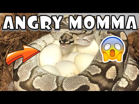 YouTube reptile video