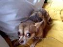 Sing_A_Song_Dog