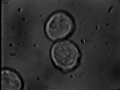 Cellular Biophotonics at UCSD - Cellular Fusion