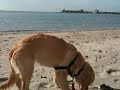 Clams on the beach