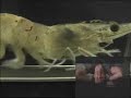 Shrimp Treadmill - (Remix) Shrimp Treadmill - (Remix)