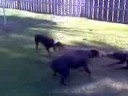 Dobertrio Tug-o-War