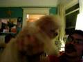 chicky pow dancing