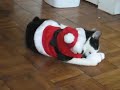 christmas kitten